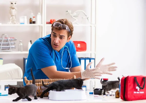 Vet doctor examining kittens in animal hospital