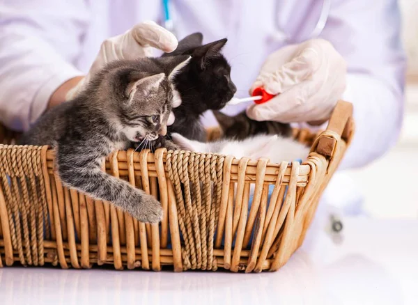 Dokter dan asisten di klinik dokter hewan memeriksa anak kucing — Stok Foto