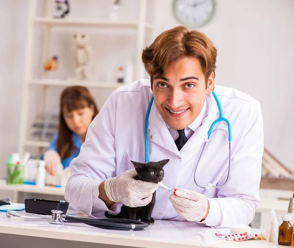 Arzt und Assistentin in Tierklinik untersuchen Kätzchen — Stockfoto