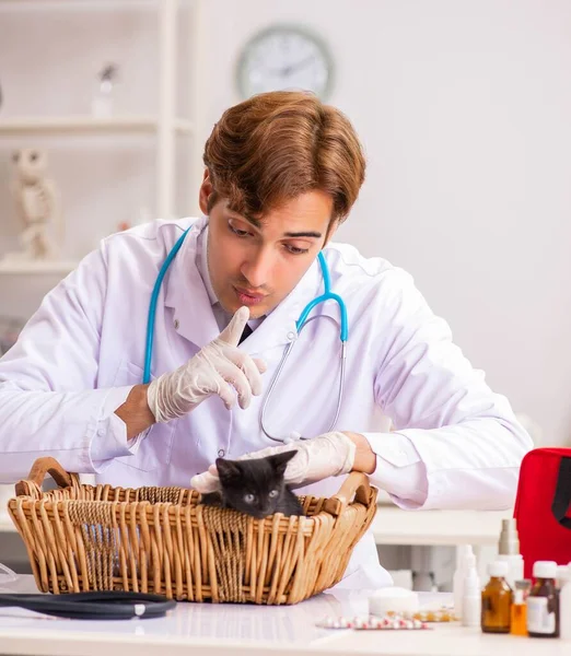 Vet doctor examining kittens in animal hospital