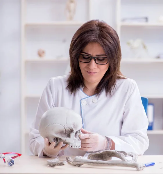 Läkare som arbetar i labbet med skelett — Stockfoto