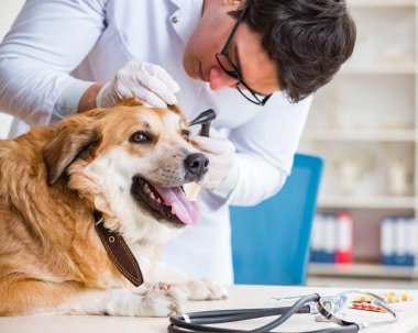 Veteriner kliniğinde Golden Retriever köpeğini muayene eden doktor.
