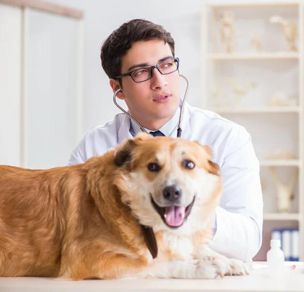 Doctor examinando perro golden retriever en clínica veterinaria —  Fotos de Stock