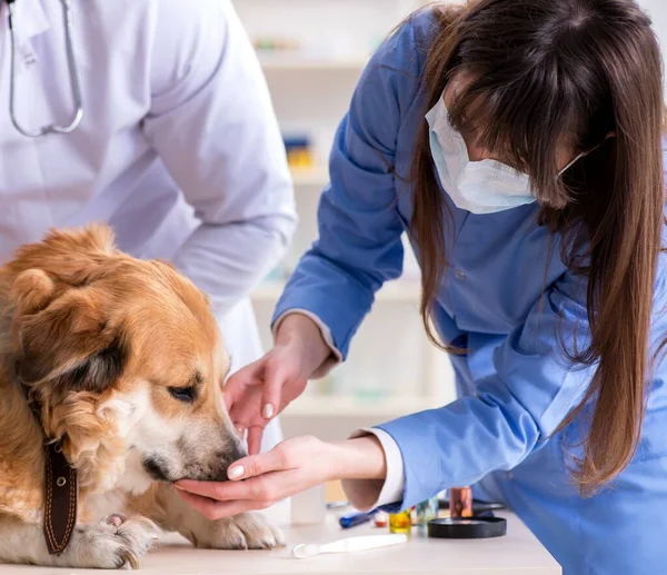 Docteur et assistant de contrôle jusqu'à golden retriever chien en vétérinaire cli — Photo