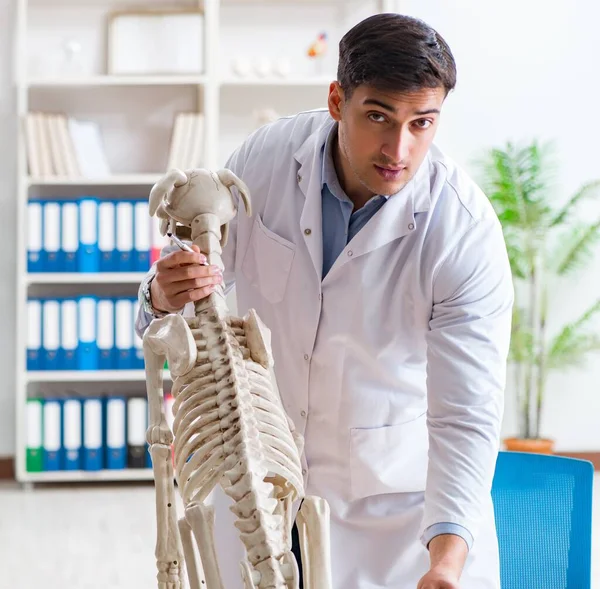 Doctor veterinario practicando en esqueleto de perro —  Fotos de Stock