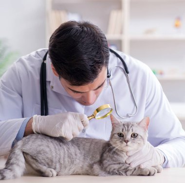 Veteriner hasta kediyi hastanede muayene ediyor.