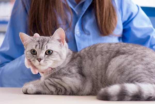 Kočičí vyšetření na veterinární klinice — Stock fotografie