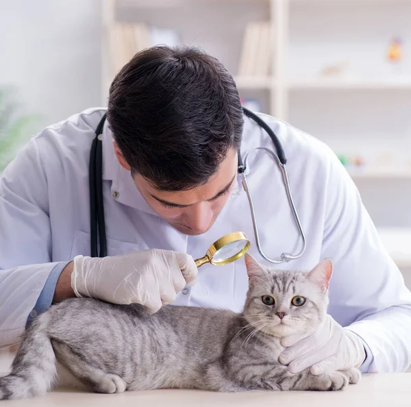 Veterinář vyšetřující nemocnou kočku v nemocnici — Stock fotografie