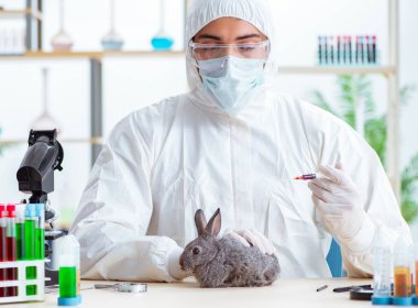 Veteriner doktor kliniğinde tavşanı kontrol ediyor.