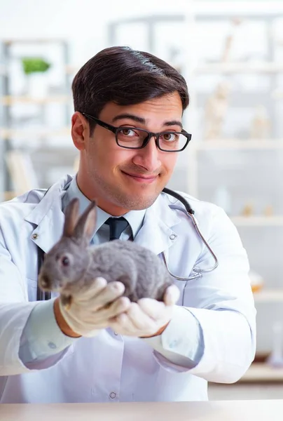 Veteriner doktor kliniğinde tavşanı kontrol ediyor. — Stok fotoğraf