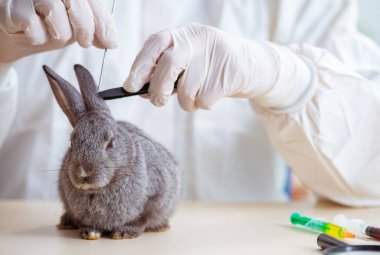 Veteriner doktor kliniğinde tavşanı kontrol ediyor.