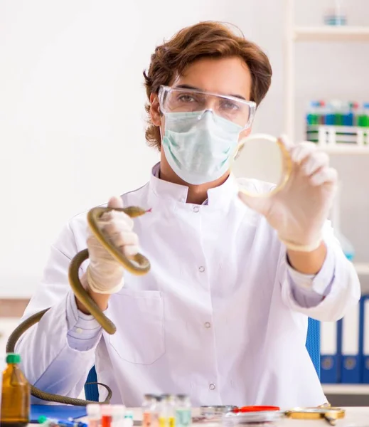 Männlicher Wissenschaftler extrahiert Gift aus Schlange für Drogensynthese — Stockfoto