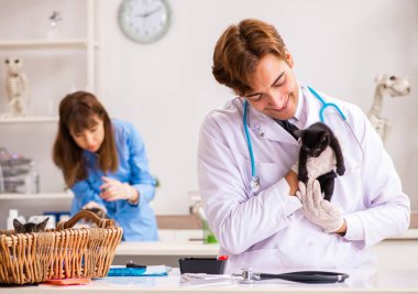 Veteriner kliniğindeki doktor ve asistan kedi yavrusunu kontrol ediyor.