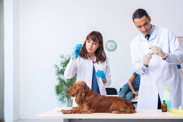 Dierenarts onderzoekt golden retriever hond in kliniek — Stockfoto