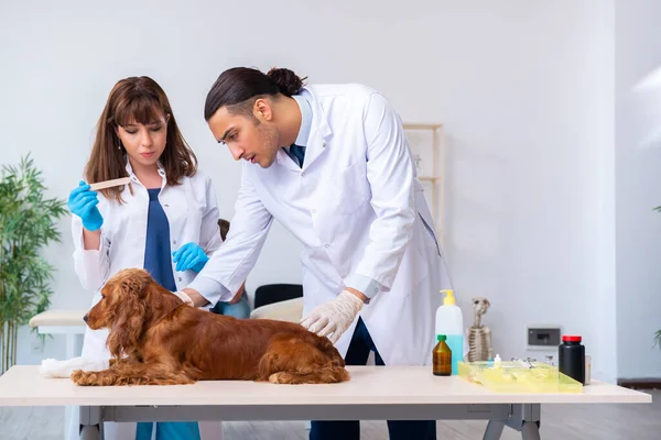 Médico veterinário examinando cão golden retriever na clínica — Fotografia de Stock