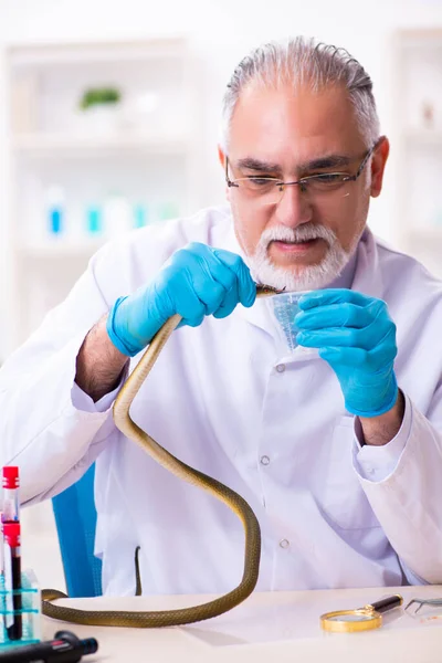 Velho químico segurando cobra no laboratório de ciências — Fotografia de Stock