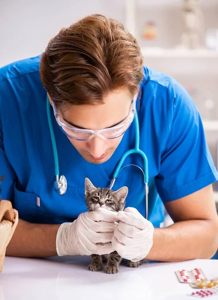 Veterinární lékař vyšetřuje koťata ve zvířecí nemocnici — Stock fotografie