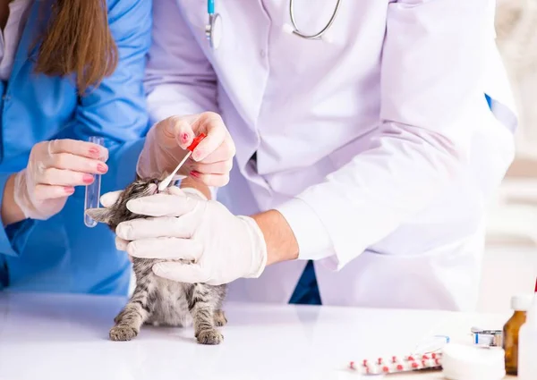 Médico y asistente en clínica veterinaria revisando gatito — Foto de Stock