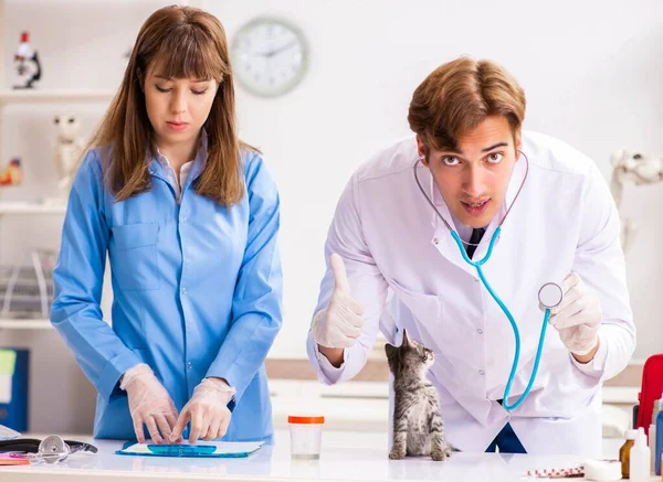 Läkare och assistent på veterinärkliniken kollar upp kattungen — Stockfoto