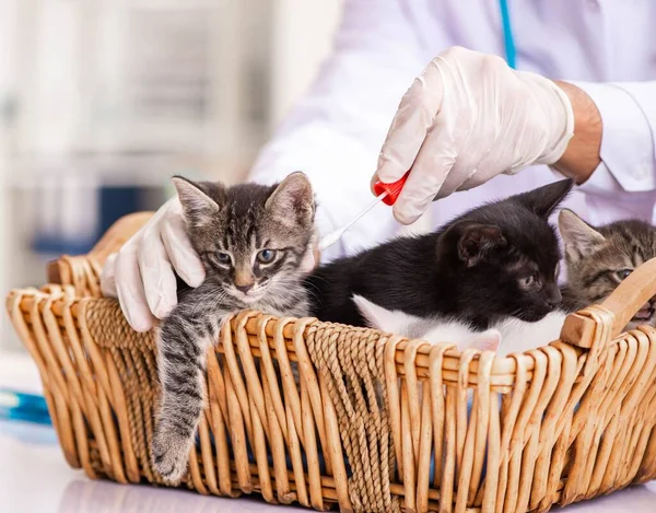 Γιατρός και βοηθός στην κλινική βετεράνων που ελέγχουν το γατάκι — Φωτογραφία Αρχείου
