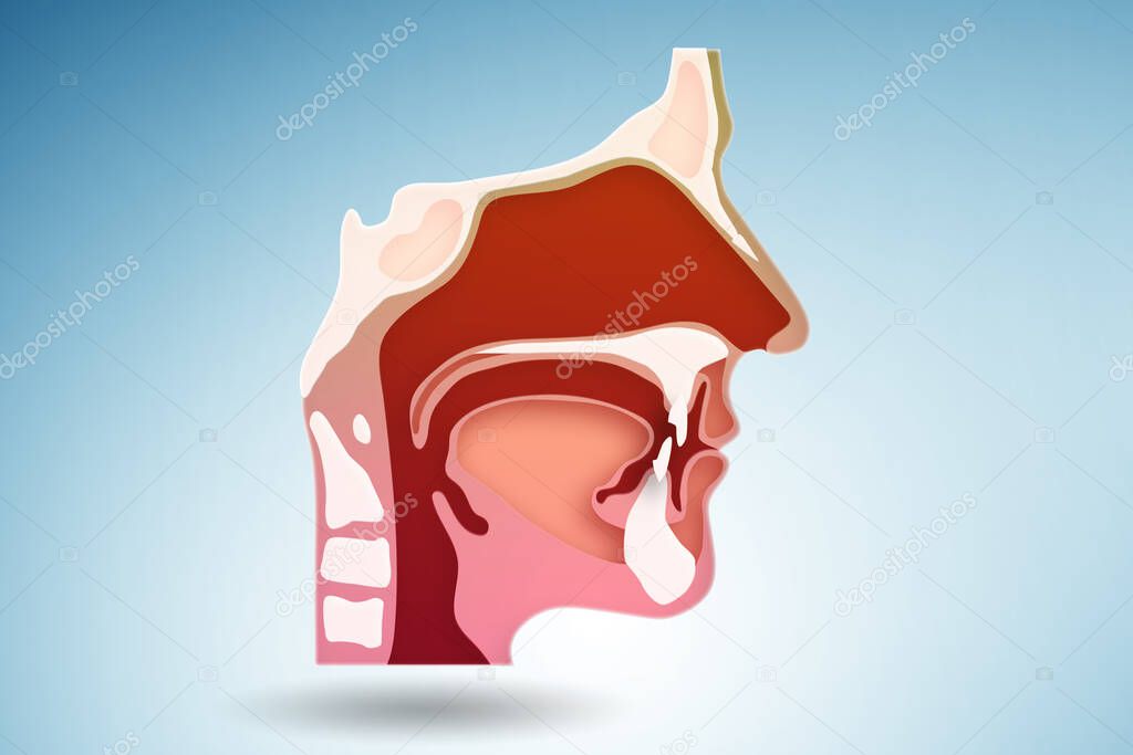 Illustration of human head with various organs
