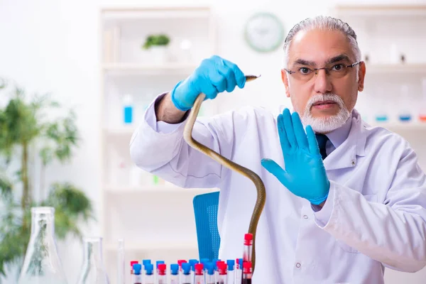 Old chemist holding snake at the science laboratory — Stock Photo, Image