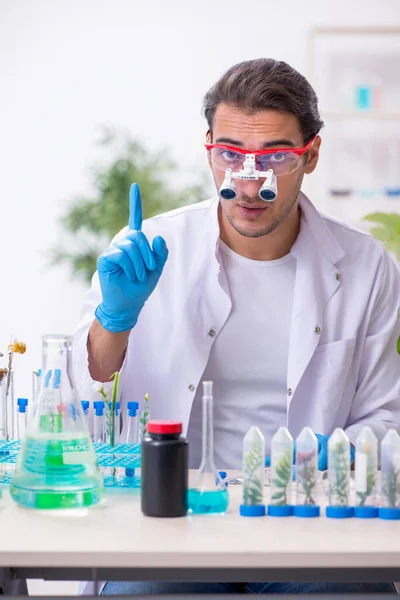 Jonge mannelijke chemicus werkzaam in het lab — Stockfoto