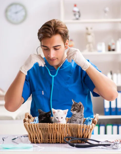 Vet doctor examining kittens in animal hospital