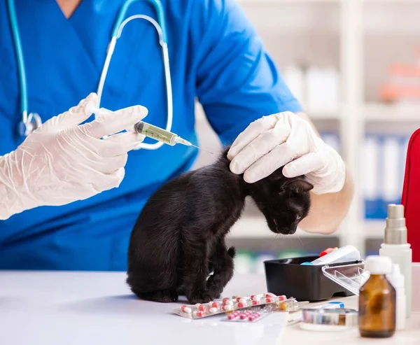 Vet γιατρός εξέταση γατάκια σε νοσοκομείο ζώων — Φωτογραφία Αρχείου