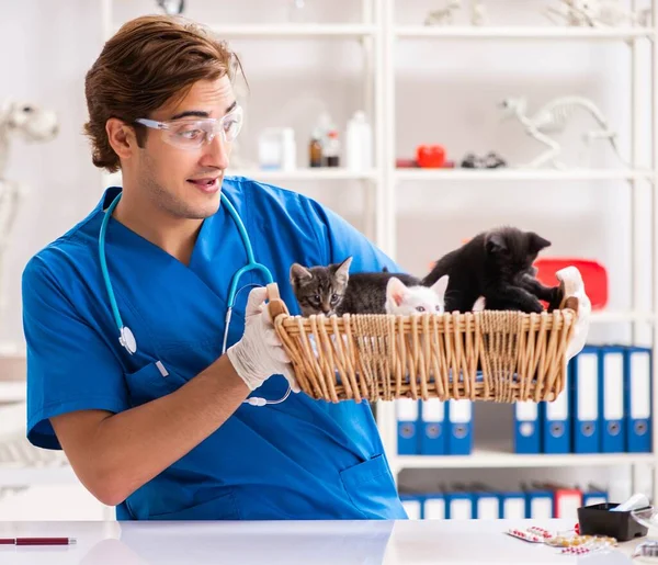 Vet doctor examining kittens in animal hospital — Stock Photo, Image
