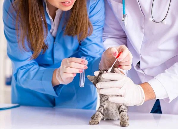 Doktor a asistent na veterinářské klinice kontrolují kotě — Stock fotografie