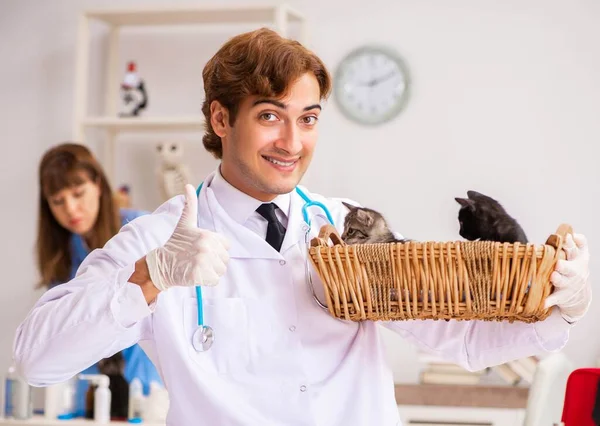 Γιατρός και βοηθός στην κλινική βετεράνων που ελέγχουν το γατάκι — Φωτογραφία Αρχείου
