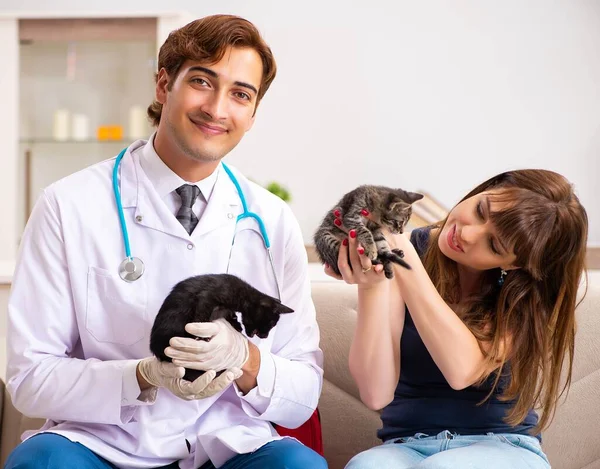 Vet doctor visiting sick kittens at home