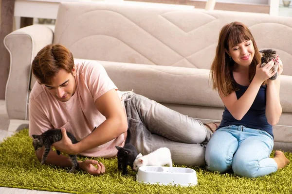 Família jovem com gatinho brincando em casa — Fotografia de Stock