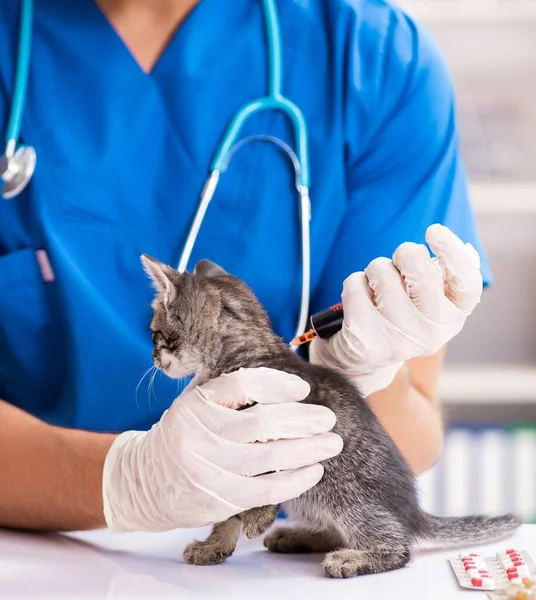獣医は動物病院で子猫を調べる — ストック写真