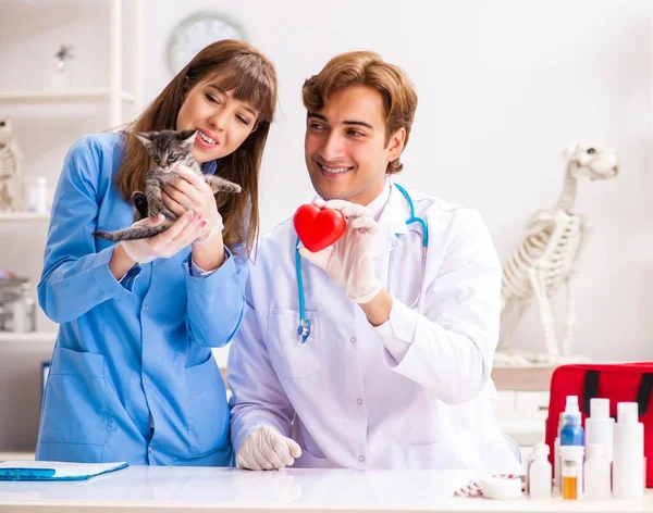 Läkare och assistent på veterinärkliniken kollar upp kattungen — Stockfoto