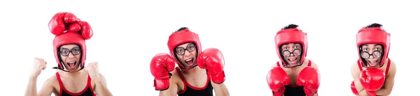 Funny boxer isolated on the white background — Stock Photo, Image