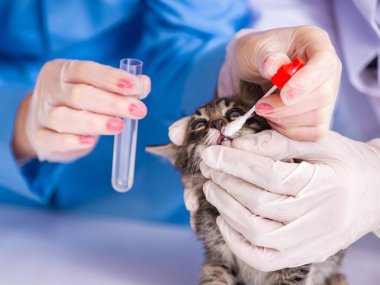 Veteriner kliniğindeki doktor ve asistan kedi yavrusunu kontrol ediyor.
