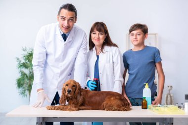 Veteriner doktor Golden Retriever 'ın köpeğini muayene ediyor.