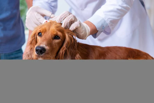 Médico veterinário examinando cão golden retriever na clínica — Fotografia de Stock