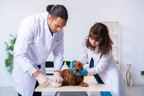 Médico veterinário examinando cão golden retriever na clínica — Fotografia de Stock