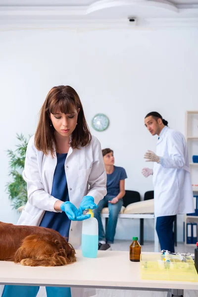 Vet doctor examining golden retriever dog in clinic