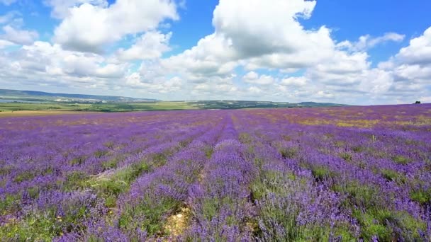 field with blooming lavender