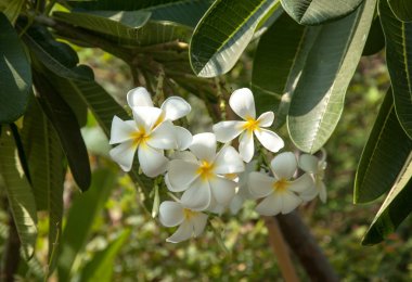 Beyaz plumeria çiçekler
