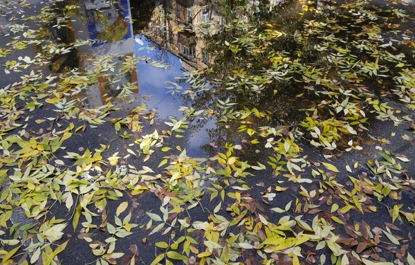 Vith kuru yaprakları birikintisi