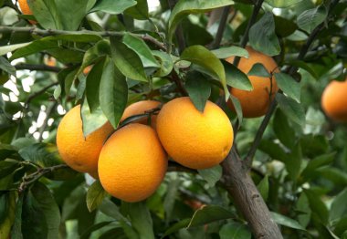 Bahçede portakal ağacı