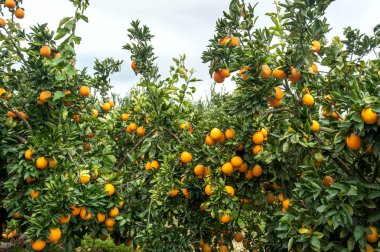 Bahçede portakal ağacı