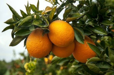 Bahçede portakal ağacı
