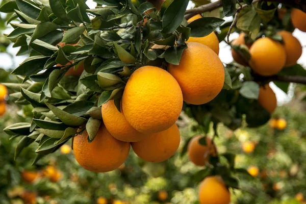 Bahçede portakal ağacı