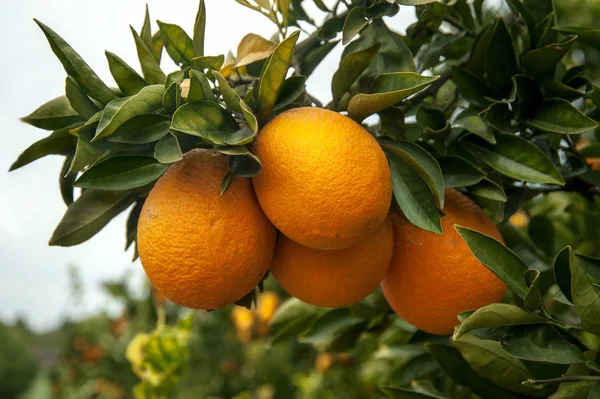 Bahçede portakal ağacı